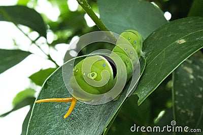 Snake-caterpillar Stock Photo