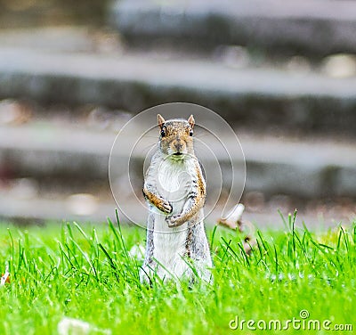 a squirrel standing up in a grassy area on top of stairs Stock Photo