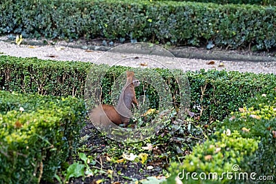 Curious squirrel running around a park Stock Photo