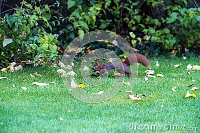 Curious squirrel running around a park Stock Photo