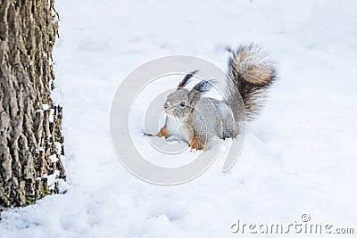 Curious squirrel sits in snow by tree in winter snowy park. Winter color of animal Stock Photo