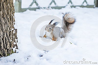 Curious squirrel sits in snow by tree in winter snowy park. Winter color of animal Stock Photo