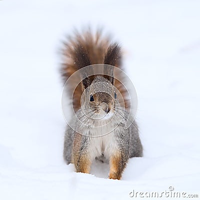 Curious squirrel Stock Photo