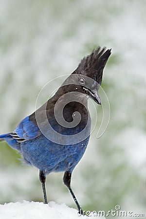 Curious Stellar's Jay Stock Photo