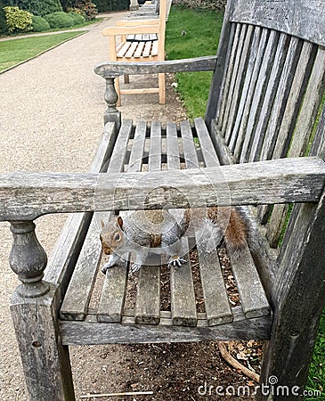 Curious summer Squirrel on a bench in a London park Stock Photo