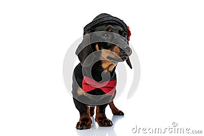 Curious Teckel puppy wearing bowtie and hat Stock Photo