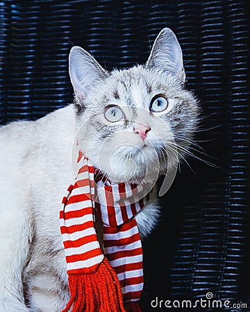 Curious white cat in striped scarf looking up close up, dark background Stock Photo