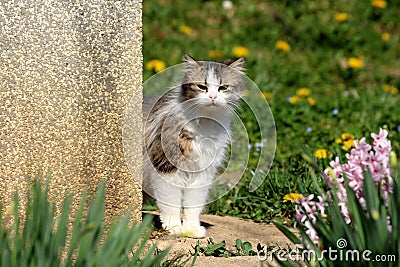 Curious white and grey hairy domestic cat standing on corner of family house and looking directly into camera surrounded with Stock Photo