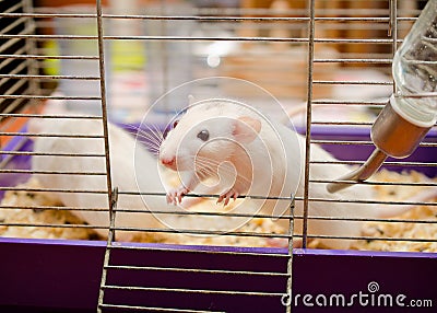 Curious white rat Stock Photo