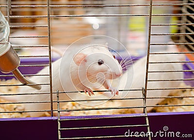 Curious white rat Stock Photo