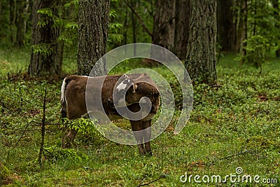 A curious wild cows in a forest. Mother cows with calf. Stock Photo