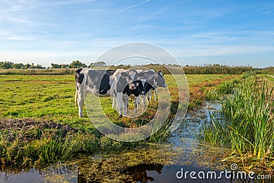 Curious young cows in a polder landscape along a ditch, near Rot Stock Photo