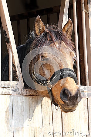 Curious young horse standing in the stable door. Purebred youngster looking out from the barn Stock Photo