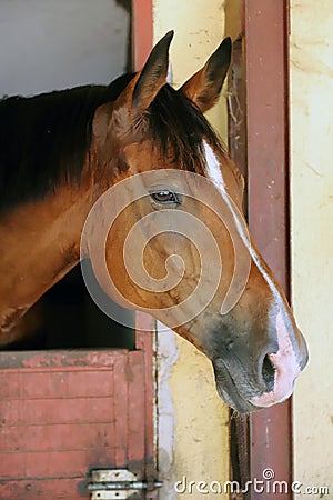 Curious young horse standing in the stable door. Purebred youngster looking out from the barn Stock Photo