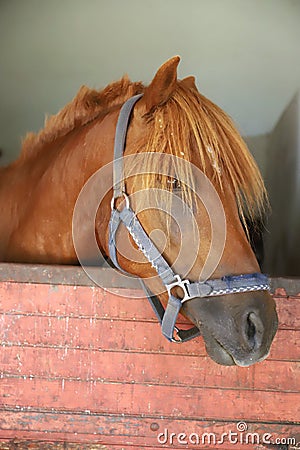 Curious young horse standing in the stable door. Purebred youngster looking out from the barn Stock Photo