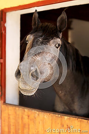 Curious young horse standing in the stable door. Purebred youngster looking out from the barn Stock Photo