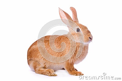 Curious young red rabbit isolated Stock Photo