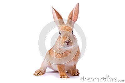 Curious young red rabbit isolated Stock Photo