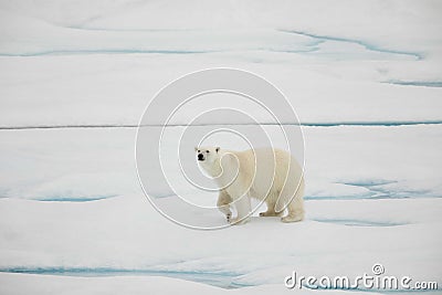 Curious young walking polar bear Stock Photo