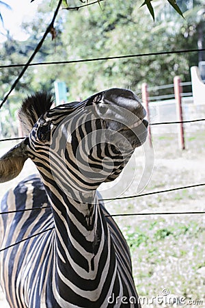 Curious zebra in the zoo in Salvador, Bahia, Brazil. Zebras are mammals that belong to the horse family, the equines, native to Stock Photo