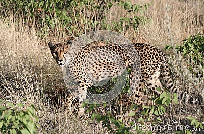 Curiously Cheetah Stock Photo