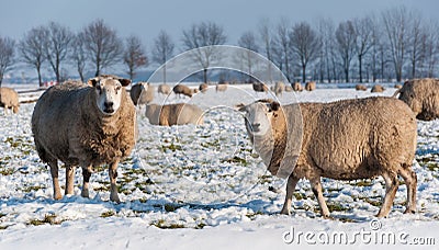 Curiously looking sheep in a snowy grassland Stock Photo