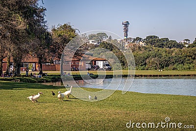 Lake view of Barigui Park with geese and Panoramic Tower in background - Curitiba, Parana, Brazil Editorial Stock Photo