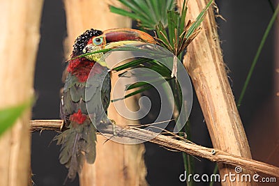 Curl-crested aracari Stock Photo