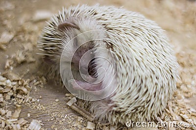 Curl up hedgehog in hibernation Stock Photo