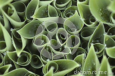 Curled hosta plant sprouts Stock Photo