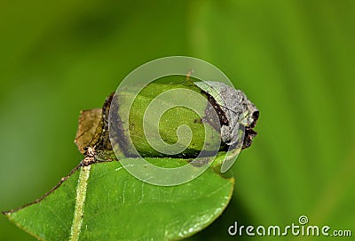 A curled Nidus cocoon from a weevil. Stock Photo