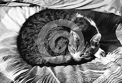 Curled up sleeping tabby pet cat Stock Photo