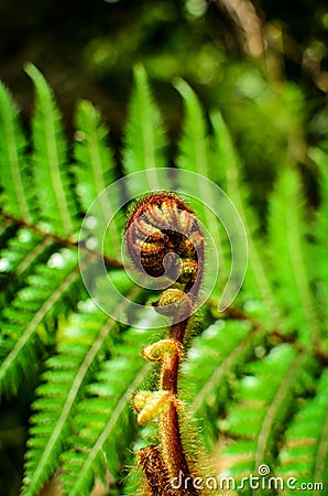 Curled young leaf of fern. Close-up Stock Photo