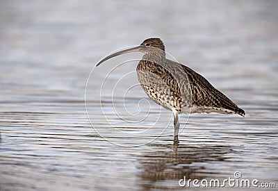 Curlew, Numenius arquata Stock Photo