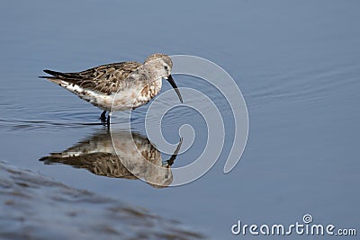 Curlew Sandpiper Stock Photo