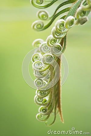 Curly buds of Japanese sago palm Stock Photo