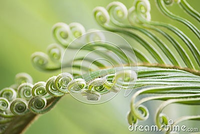 Curly buds of Japanese sago palm Stock Photo