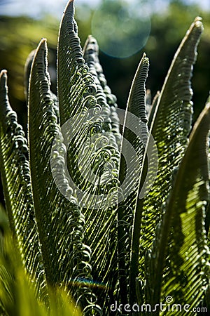 Curly cyca leaves backlight Stock Photo