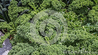 Curly fresh kale in the garden Stock Photo