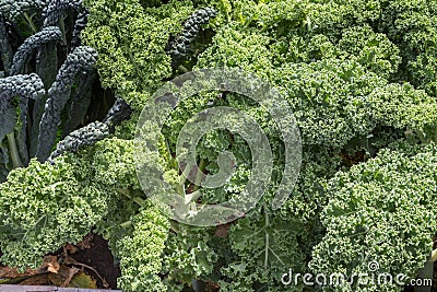 Curly fresh kale in the garden Stock Photo