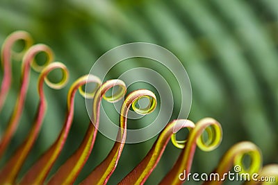 Curly green leaves of fern, macro, abstract background Stock Photo