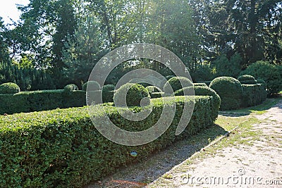 Curly green trimmed boxwood bushes in the park Stock Photo