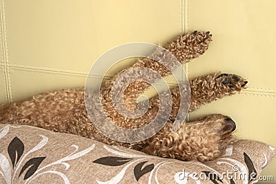 Curly hairy poodle sleeps lying on its back Stock Photo