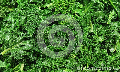 Curly Kale Stock Photo