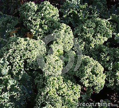 Curly Kale Stock Photo