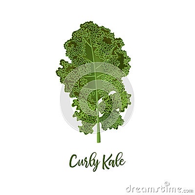 Curly kale. Food concept. Fresh juicy raw close up leaf cabbage isolated. Healthy diet, vegetarian food, spring summer Vector Illustration