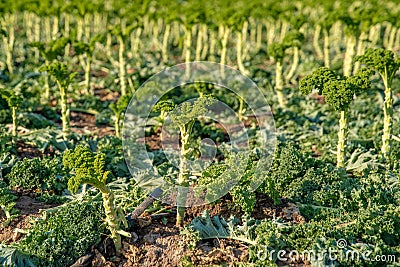 Curly kale grown on a farm field in Spain Stock Photo