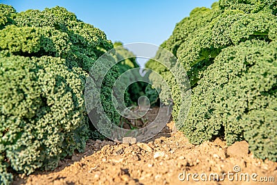 Curly kale grown on a farm field in Spain Stock Photo