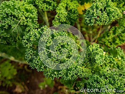 Curly kale grown in the natural garden. Selective focus. Stock Photo