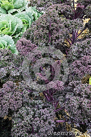 Curly kale Stock Photo